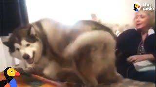 Excited Malamute Dogs Find Grandma Hiding In The House | The Dodo