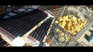 Инфракрасное отопление в брудере для цыплят, перепелов своими руками