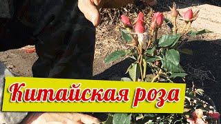 Китайская роза (гибискус) уход, выращивание, размножение Chinese rose