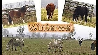 Winterwei: de nieuwe PPC Welshjes in Slagharen ♥ Ponyparkcity - oude bekenden en nieuwelingen !!