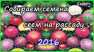 АСТРА НА РАССАДУ ДЛЯ ЛЕНИВЫХ