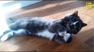 Новые приколы кота