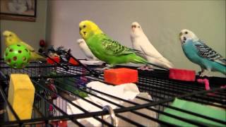 budgies; flying & flirting