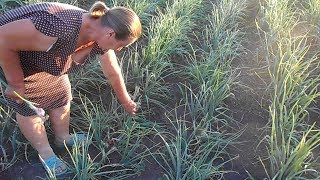 Органическое земледелие на Кубани, снова в гостях у Валентины и Николая