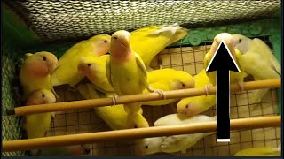 Save Birds From Death | Informative Video | Lodhi Birds