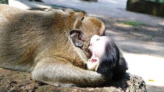 Sweet Pea Very Love It's Young Brother Polino | Cannot Get Up While SP Stay On & Playing With It