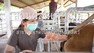 สอนผสมเทียมโค ฟรี มีที่เดียว สัตวศาสตร์ ม.กาฬสินธุ์