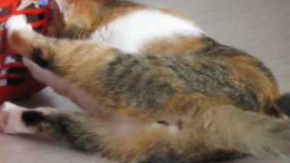 Katze / Cats