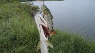 Обзор приманки  Свимбейт (swimbait) с Алиэкспресс. Рыбалка с Алиэкспресс