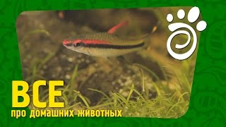Барбус Дениссони (Часть Вторая). Все О Домашних Животных