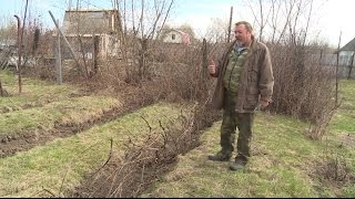 "Удачная среда" - подвязываем виноград (Бийское телевидение)