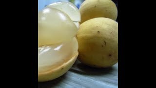 LUAR BIASA!!  Manfaat Buah Duku dan Khasiatnya Untuk Kesehatan dan Kecantik
