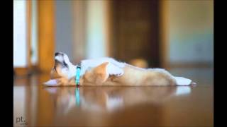 Relaxing Sleep Opera Playlist 1