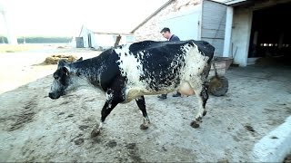 Может ли корова родить после КЕСАРЕВА СЕЧЕНИЯ?