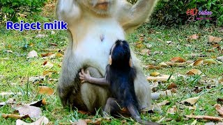 OMG ! Daisy reject milk baby Dax, Pity baby Dax mom Daisy act hate action | Pity Dax so hungry