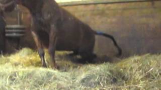 Reedannland - Foaling, Complication with Red Bag