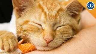 6 Ways to Save a Cat's Life