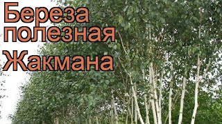 Береза полезная Жакмана (betula utilis zhakmana) ? обзор: как сажать, крупномеры березы Жакмана