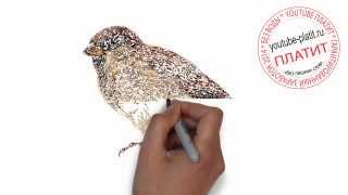 Птицы нарисованные карандашом  Как нарисовать птицу на ветке карандашом