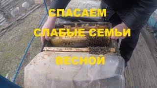 Как сохранить слабые семьи весной ПЕРВЫЕ РАБОТЫ НА ПАСЕКЕ