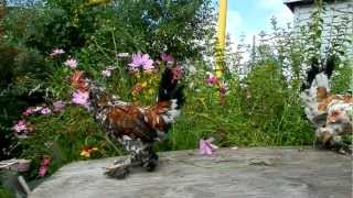 Алтайская (Барнаульская) бентамка  Цыплята