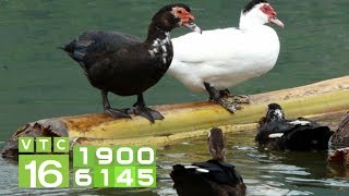 Nông dân chăn nuôi vịt, ngan thắng lớn | VTC16