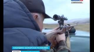 Охоту на волков объявили в КБР