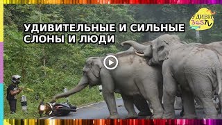 УДИВИТЕЛЬНЫЕ И СИЛЬНЫЕ СЛОНЫ И ЛЮДИ