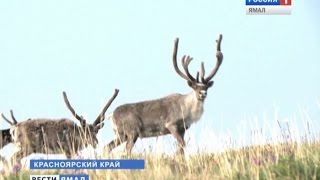 Сколько диких оленей в на Таймыре
