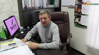 Технология выращивания лука через рассаду - выбор посевного материала