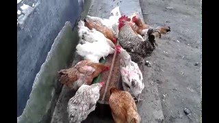 Куры Фокси чик И Мастер грей (Кушают)