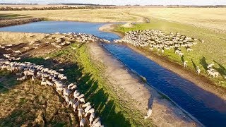 Sheep Farming | Marbilling Farms, Western Australian Wheatbelt
