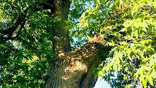 Ясень. Дерево ясень. Футажи для видеомонтажа. Футажи природа