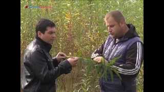 Замість газу – енергетична верба