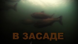 Подводная охота в лёжке. Толстолобик. Охота на просвет.
