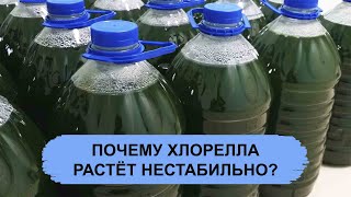 ПОЧЕМУ ХЛОРЕЛЛА РАСТЕТ НЕСТАБИЛЬНО?
