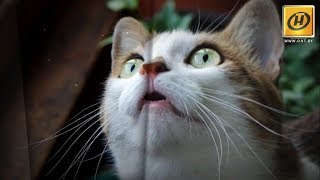 Кошачья статистика от «Нашего утра»