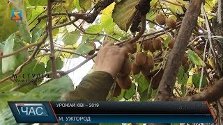 Урожай ківі – 2019
