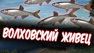 Русская Рыбалка 4 ● РОЗЫГРЫШ ● ВОЛХОВСКИЙ ЖИВЧИК