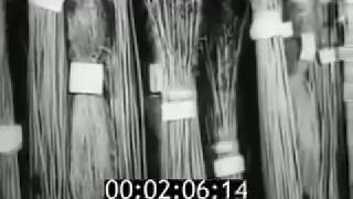 С/Х культура Конопля СССР Центрнаучфильм