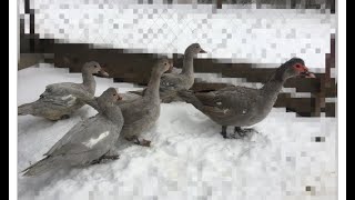 Мускусные уточки и селезни разных окрасов.