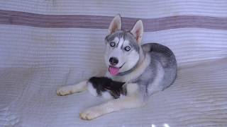 ХАСКИ И КОШКИ НЕВЕРОЯТНАЯ ДРУЖБА. ПОДБОРКА №1. Huskies and cats