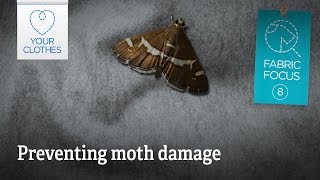 Fabric focus: how to prevent moth damage naturally
