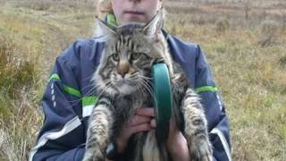 Мейн кун Дамур. Хмурый кот. Maine coon Damur. Gloomy cat