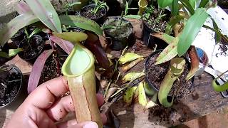 sustrato alternativo para nepenthes
