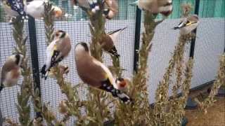 Zucht Stieglitz Major und Dompfaff 2013,Jilguero,birds,carduelis,goldfinch.