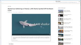 VERY! Mysterious Shark Gathering off New York Northeast Coast!