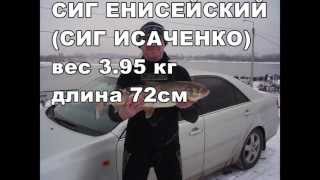 Подводная охота. Сиг. Енисей 02.03.2013