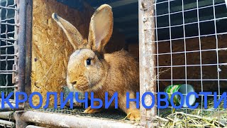 Кроличьи новости //Жизнь в деревне!!!