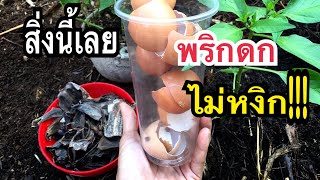 สิ่งนี้เลย พริกดกไม่หงิกวิธีปลูกพริกสุดง่าย ปลูกลงดินให้งามเวอร์ คุณทำได้แม่ก้อยพาทำ